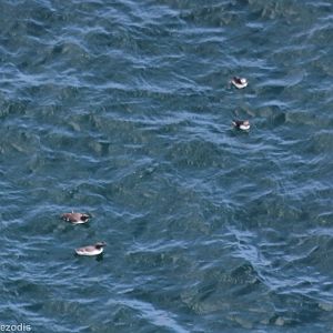 Two Guillemots (left) and Two Puffins (right) - RSPB Bempton Cliffs