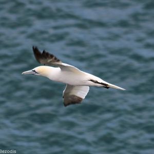 Gannet in Flight - RSPB Bempton Cliffs