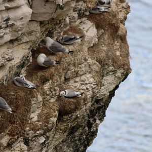 Kittiwakes on Nests - RSPB Bempton Cliffs