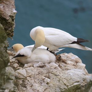 Gannet Pair and Chick - RSPB Bempton Cliffs