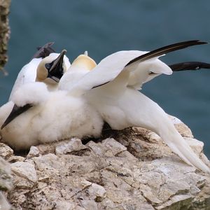 Gannet Pair Communicating and Chick - RSPB Bempton Cliffs