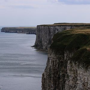 View of Cliffs - RSPB Bempton Cliffs
