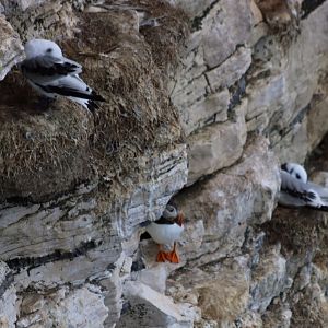 Kittiwakes and a Puffin - RSPB Bempton Cliffs