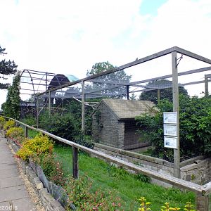 South American Aviary