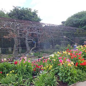 Snow Leopard Enclosure