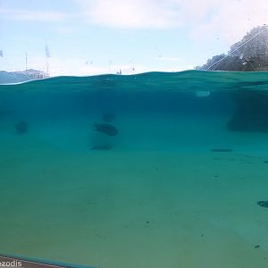 Sea Lion Enclosure Above and Below Water