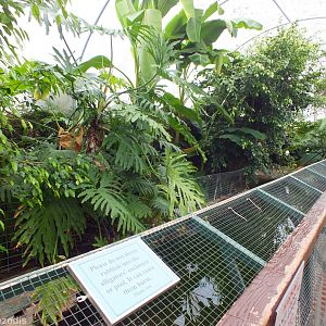 American Alligator House