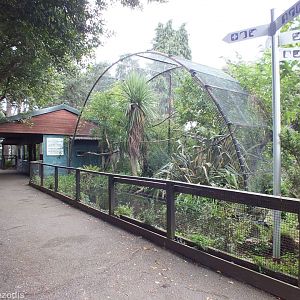 Cotton Top Tamarin Enclosure