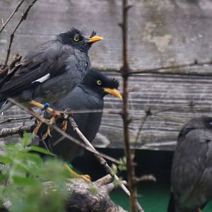 Jungle Mynas