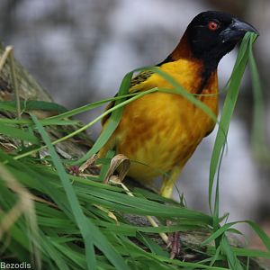 Village Weaver