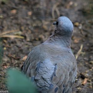 Ruddy Ground-dove (I think so, not 100% sure)