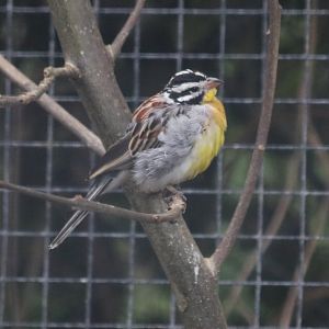 African Golden-breasted Bunting