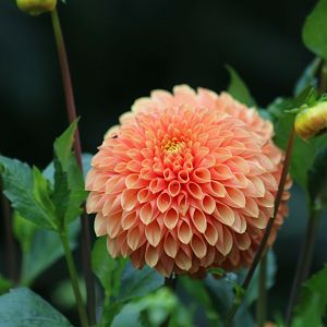 Dahlia Flower