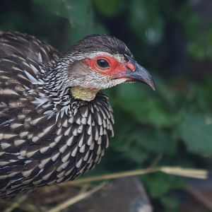 Yellow-necked Spurfowl