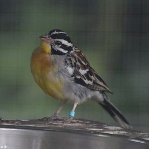 African Golden-breasted Bunting
