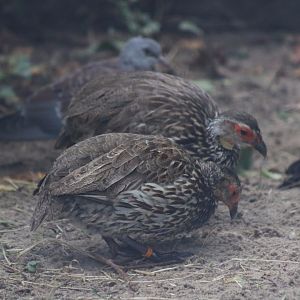 Yellow-necked Spurfowl