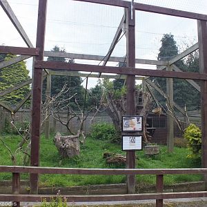 Ring-tailed Lemur Enclosure