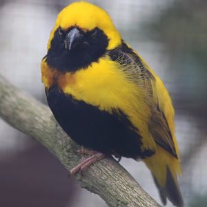 Yellow-crowned Bishop