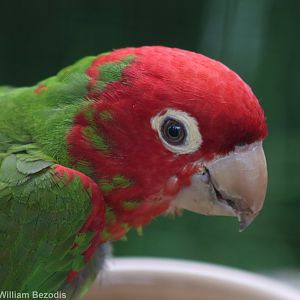 Red-masked Conure