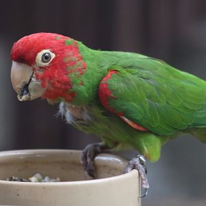 Red-masked Conure