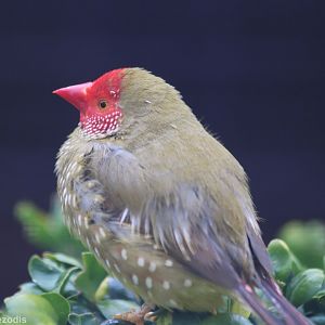 Star Finch