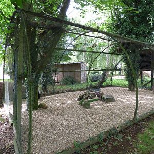 Egyptian Vulture Aviary
