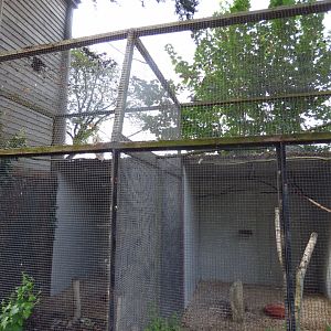 Barn Owl Aviary