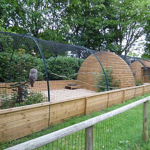 Great Grey Owl Aviary