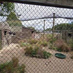 Black Vulture and King Vulture Aviary