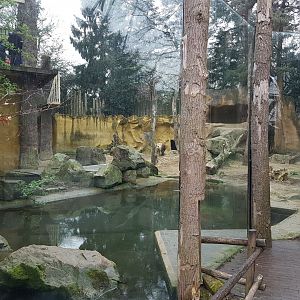 Brown bear-enclosure