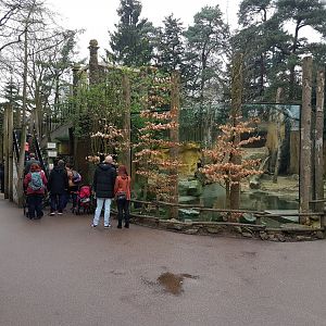 Brown bear-enclosure