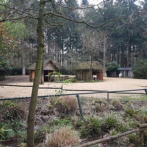 Scimitar-horned oryx -enclosure