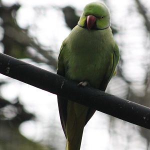 Rose-ringed parakeet