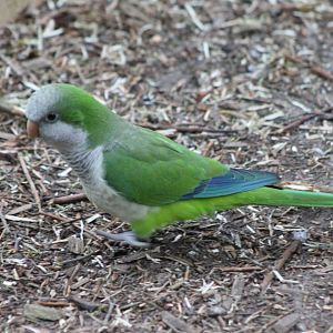 Monk parakeet