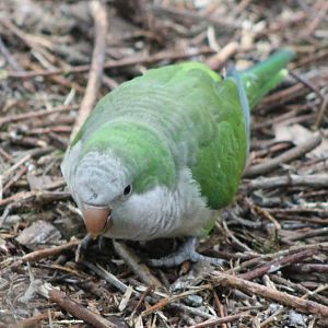 Monk parakeet