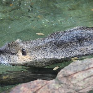 Coypu