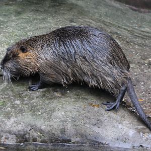 Coypu