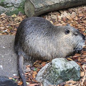 Coypu