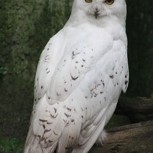 Snowy owl