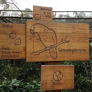 Sign Green-cheeked amazon