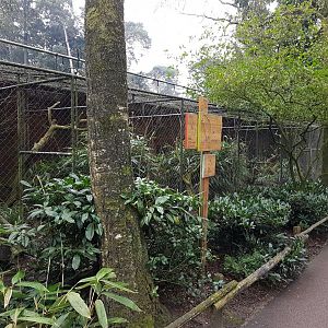 Aviary Green-cheeked amazon