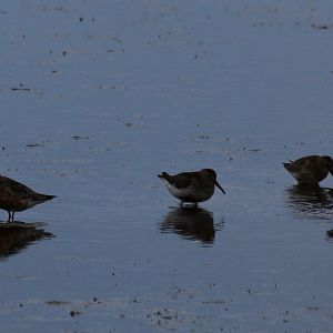 Curlew Sandpiper (left) and Dunlins - Spurn Head