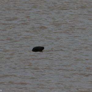 Grey Seal at Sea - Spurn Head