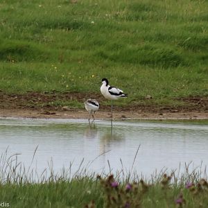 Avocet and Chick - Spurn Head
