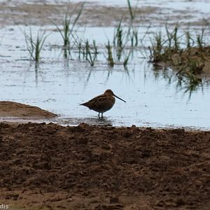 Common Snipe - Spurn Head