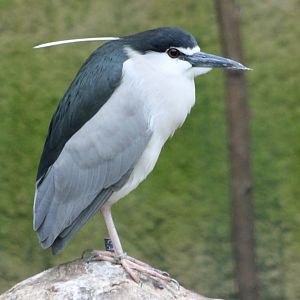 Black-crowned night-heron