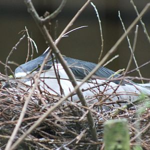 Black-crowned night-heron at the nest
