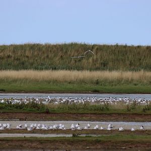 View of Sandwich Tern Colony - Spurn Head