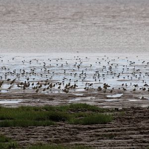 Various Waders - Spurn Head