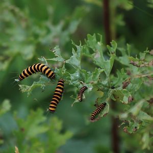 Caterpillars of Some Kind - Spurn Head